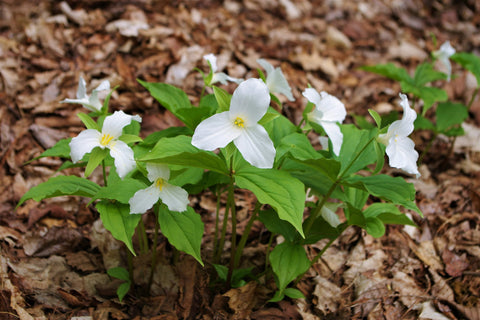 Unique three-petaled flowers of Trillium in a shady garden