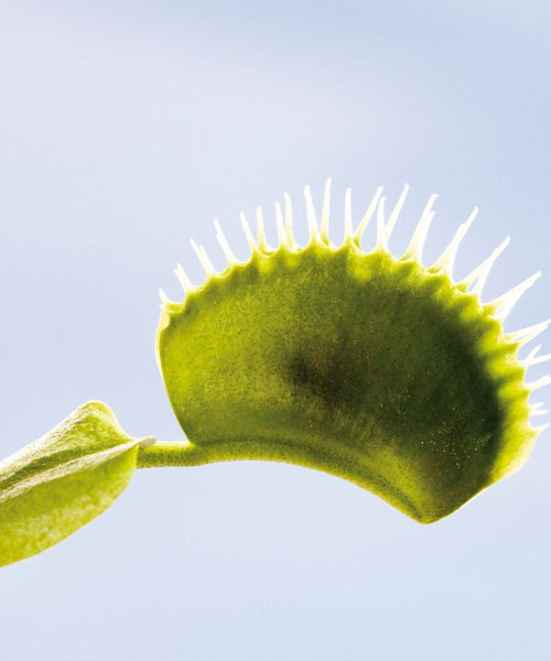 Venus Fly Trap capturing an insect