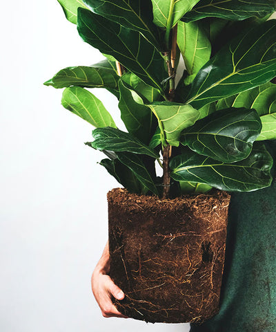 Tall Fiddle Leaf Fig in a Slugg portrait planter, a statement piece for any Houston room.