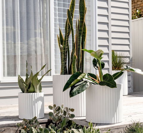 Contemporary white ribbed Slugg planters housing a snake plant and broad-leafed tropicals on a sunny patio