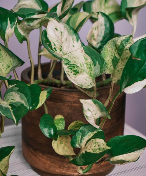 Manjula Pothos plant