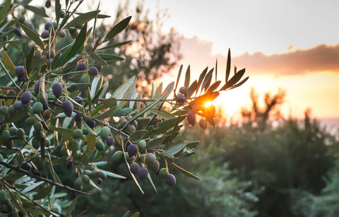 olive tree horizon