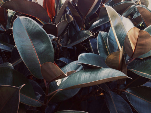 Yellowing leaves on a rubber plant indicating potential overwatering