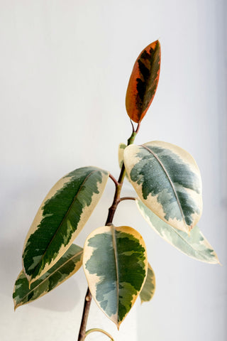 Newly propagated rubber plant in a pot under bright light