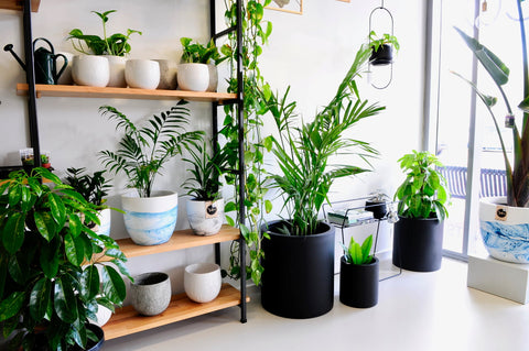 Spaces with Indoor Plants and Pots