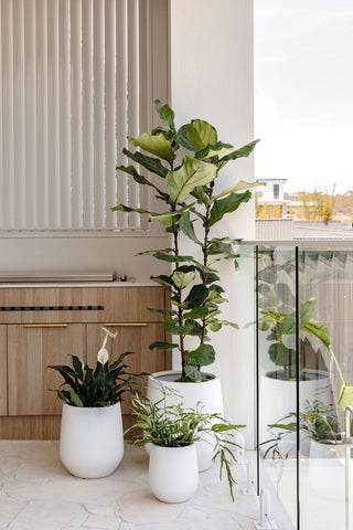 slugg lightweight pot plants on balcony