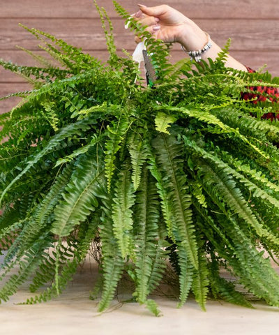 boston fern image