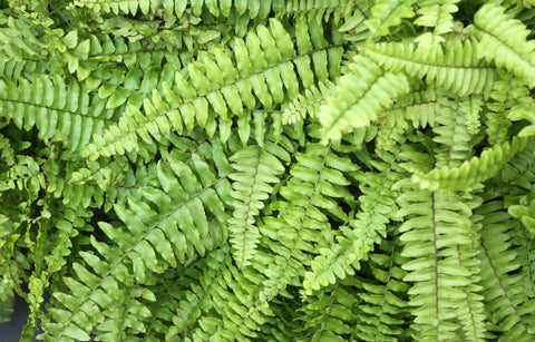 boston fern leaves image
