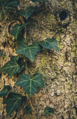 english ivy on the ground