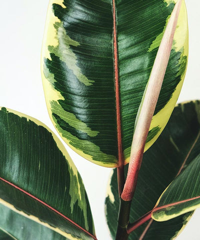rubber plant image
