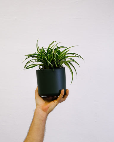holding a spider plant in pot