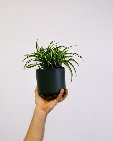 Airy Spider Plant in a hanging Slugg planter, a fresh addition to the Houston urban jungle.