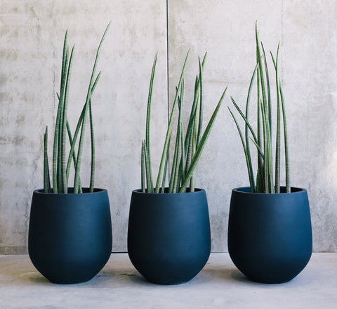 Three Slugg sleek black planters with slender sansevieria plants, set against a concrete wall for a minimalist aesthetic