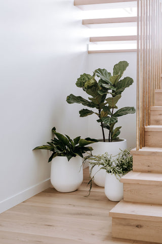 Serene corner by the stairs featuring elegant white Slugg planters with a variety of lush houseplants, enhancing the home's modern aesthetic