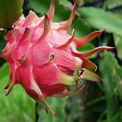 Dragon Fruit | Pitaya | Pitahaya - Plant – Lalit Enterprise