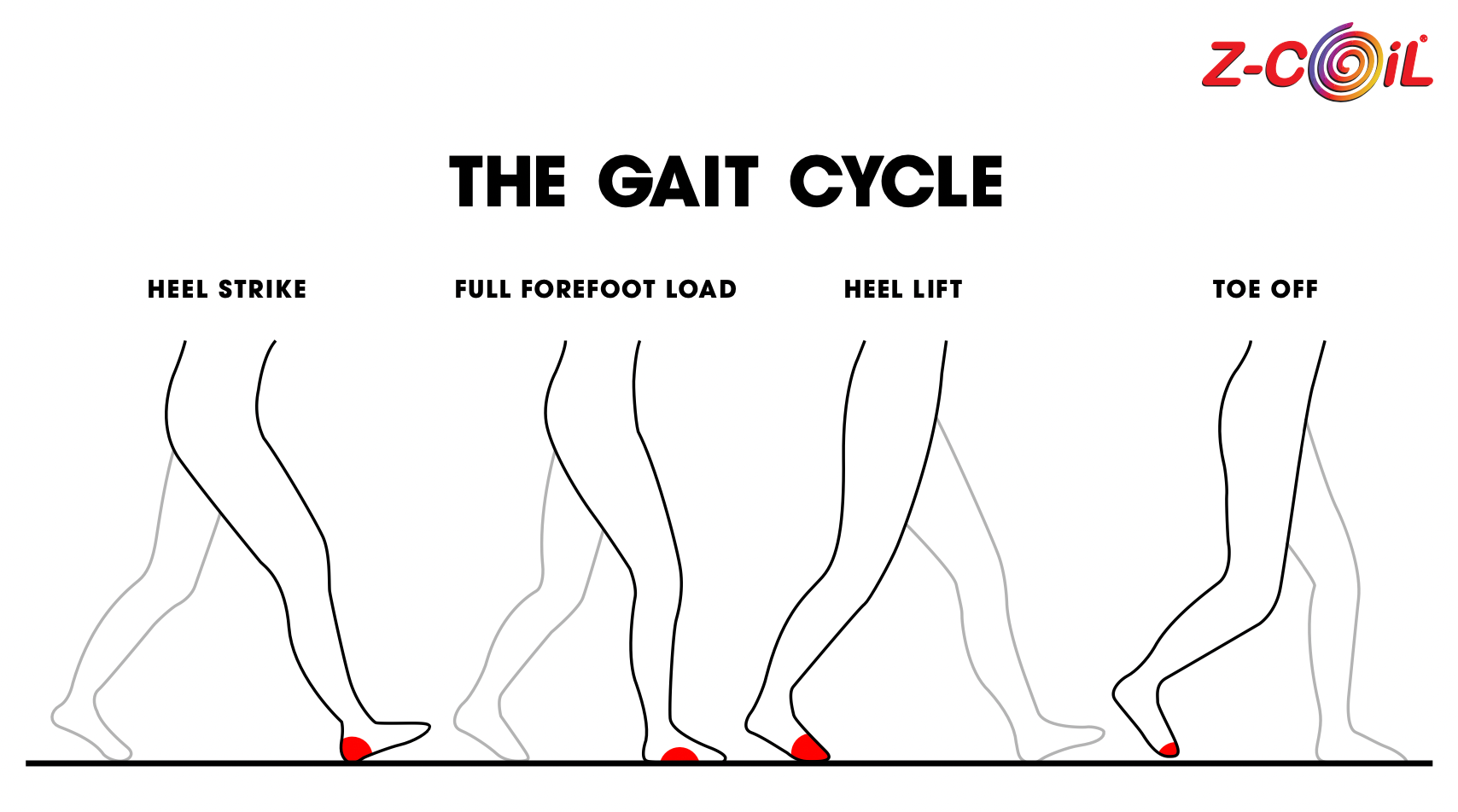 the gait cycle