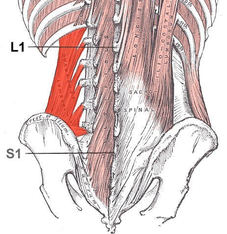 Back pain muscles