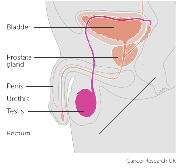 Prostate Anatomy (Cancer Research UK)