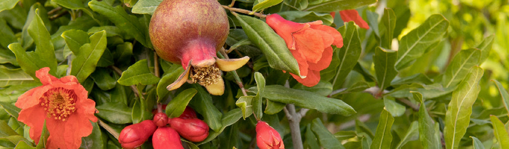 Pomegranate fruit ingredient nutrition per 100g