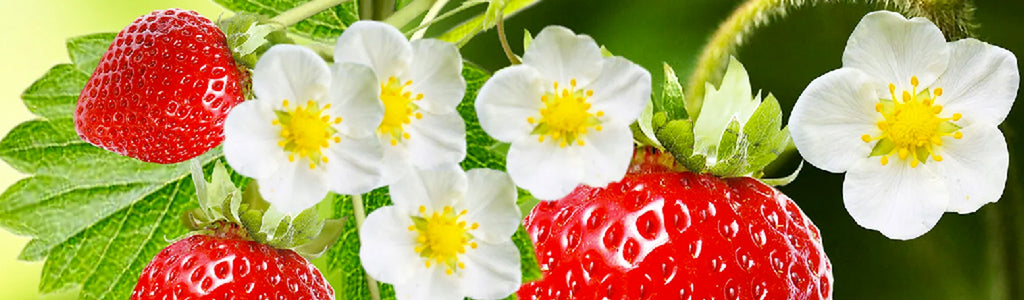 Strawberry fruit ingredient nutrition per 100g