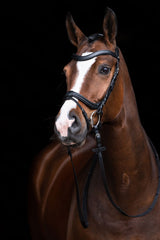 Equestrian horse trainer incone options