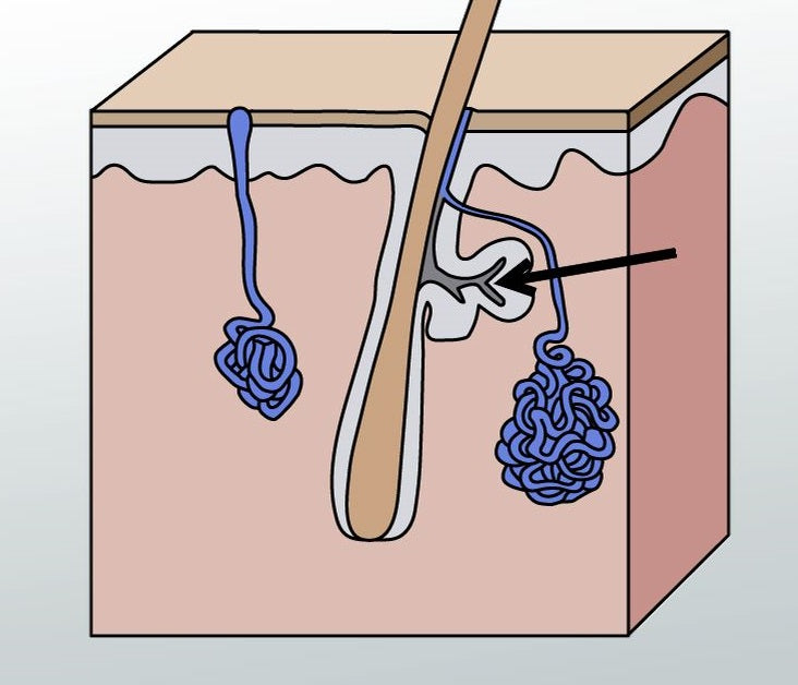 Sebaceous Gland