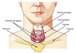 Thyroid Gland