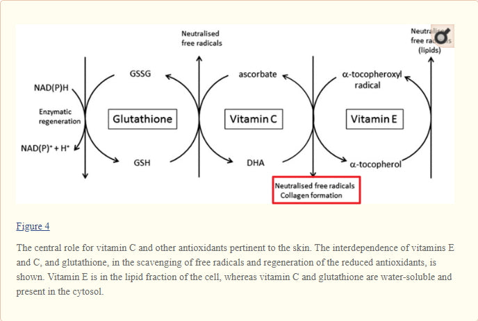 Vitamin-C Role in Collagen Formation