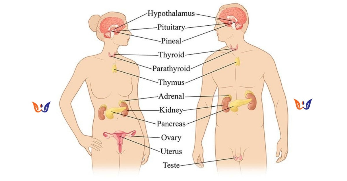 Human Endocrine System