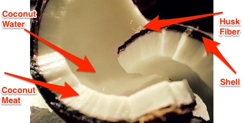anatomy of a coconut