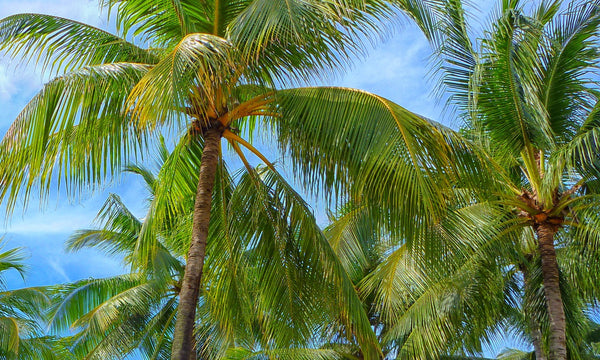 coconut trees beach