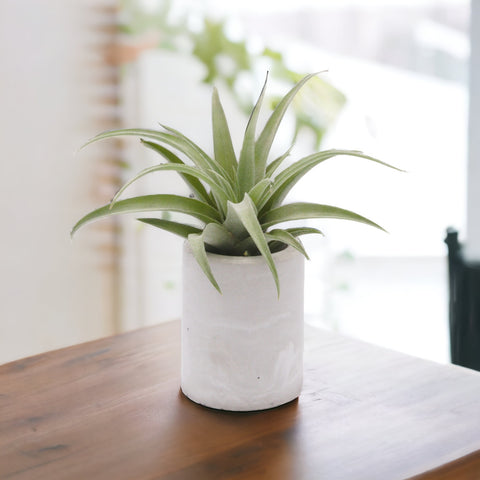 Tillandsia Airplant Capitata Peach