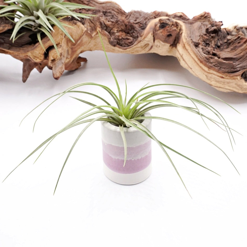 Pots en ombre violette – Plant Babies Terrariums