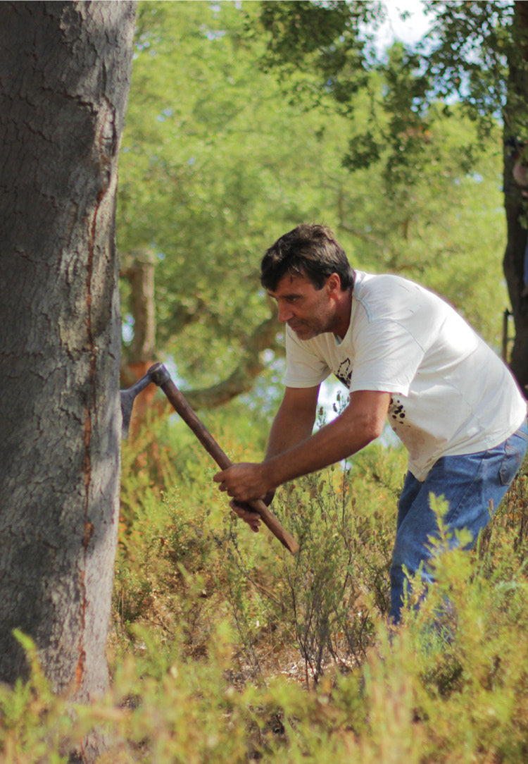 Cork_harvesting_4