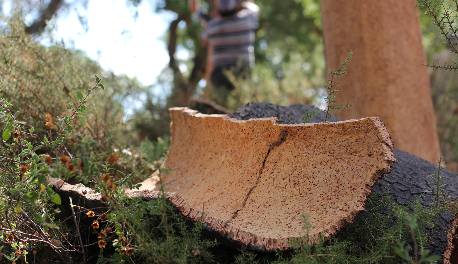 Cork_harvesting_1