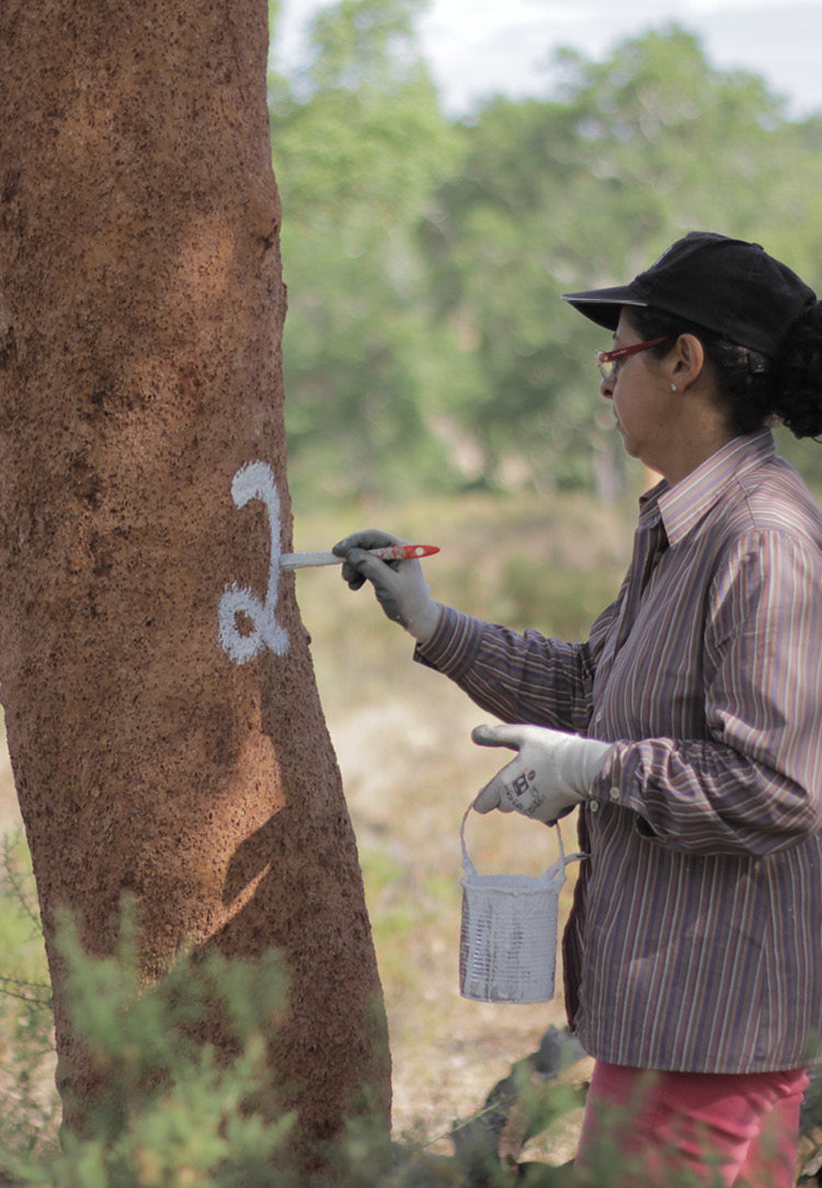 Cork_harvesting_2