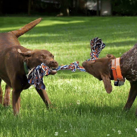 gif montrant jouet pour chien corde a noeuds