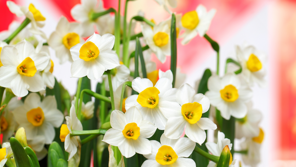 Chinese New Year Lucky Flowers Bright Narcissus Flowers