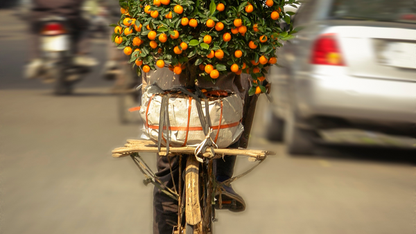 Chinese New Year Lucky Flowers Kumquat Tree