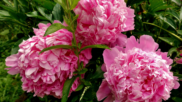 Chinese New Year Lucky Flowers Bright Peonies Flowers