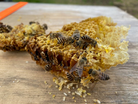 蜂の巣に残った蜜を集めるニホンミツバチ