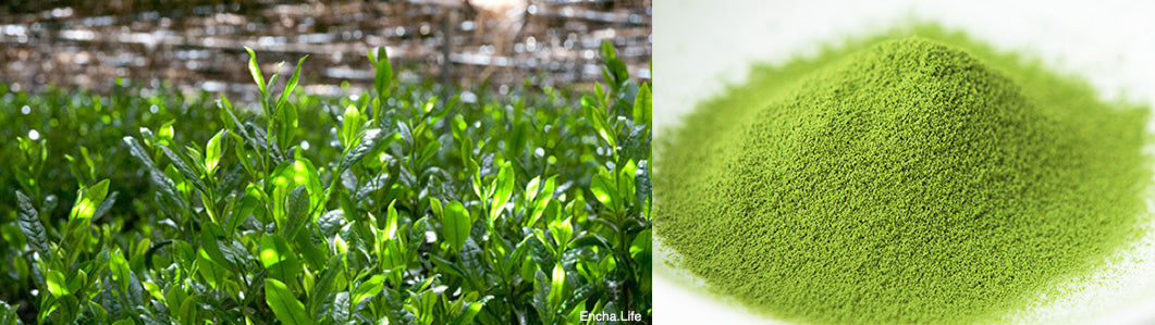 6 Science-Backed Health Benefits of Matcha Green Tea – Soar Organics