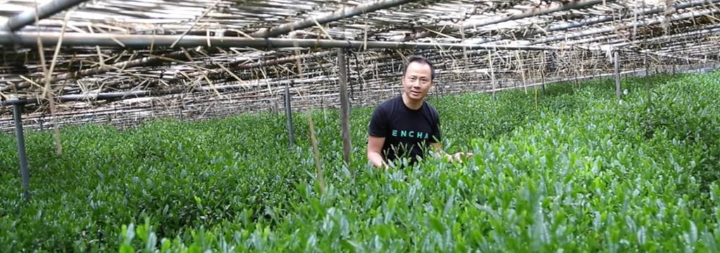 Matchat tea leaves harvesting