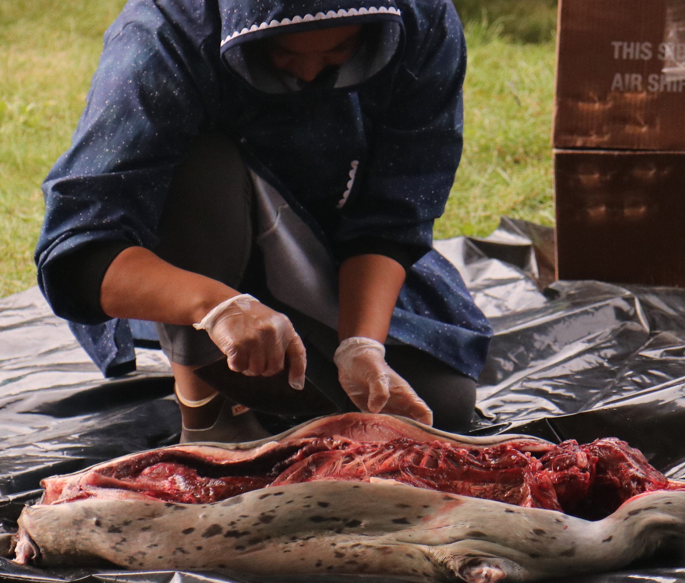 seal skinning at the AK state fair