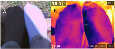 Infrared FLIR comparison of wool socks and cotton socks showing bison wool socks are cooler