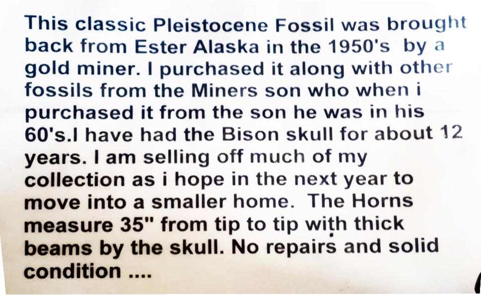 Pleistocene Bison Antiquus Fossilized Skull