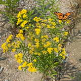 goldenrod in nature with a monarch butterfly
