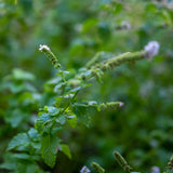 mint growing in a field