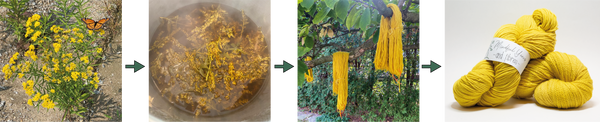 four photos showing the steps of dyeing goldenrod
