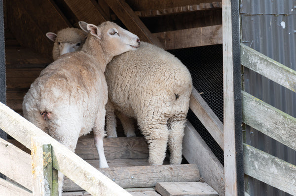 sheep  in a barn